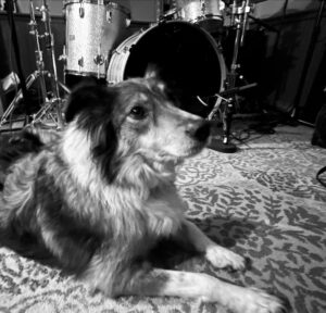 Dolly hanging out in the drum room